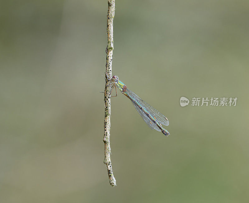 翠绿豆娘(Chalcolestes viridis)